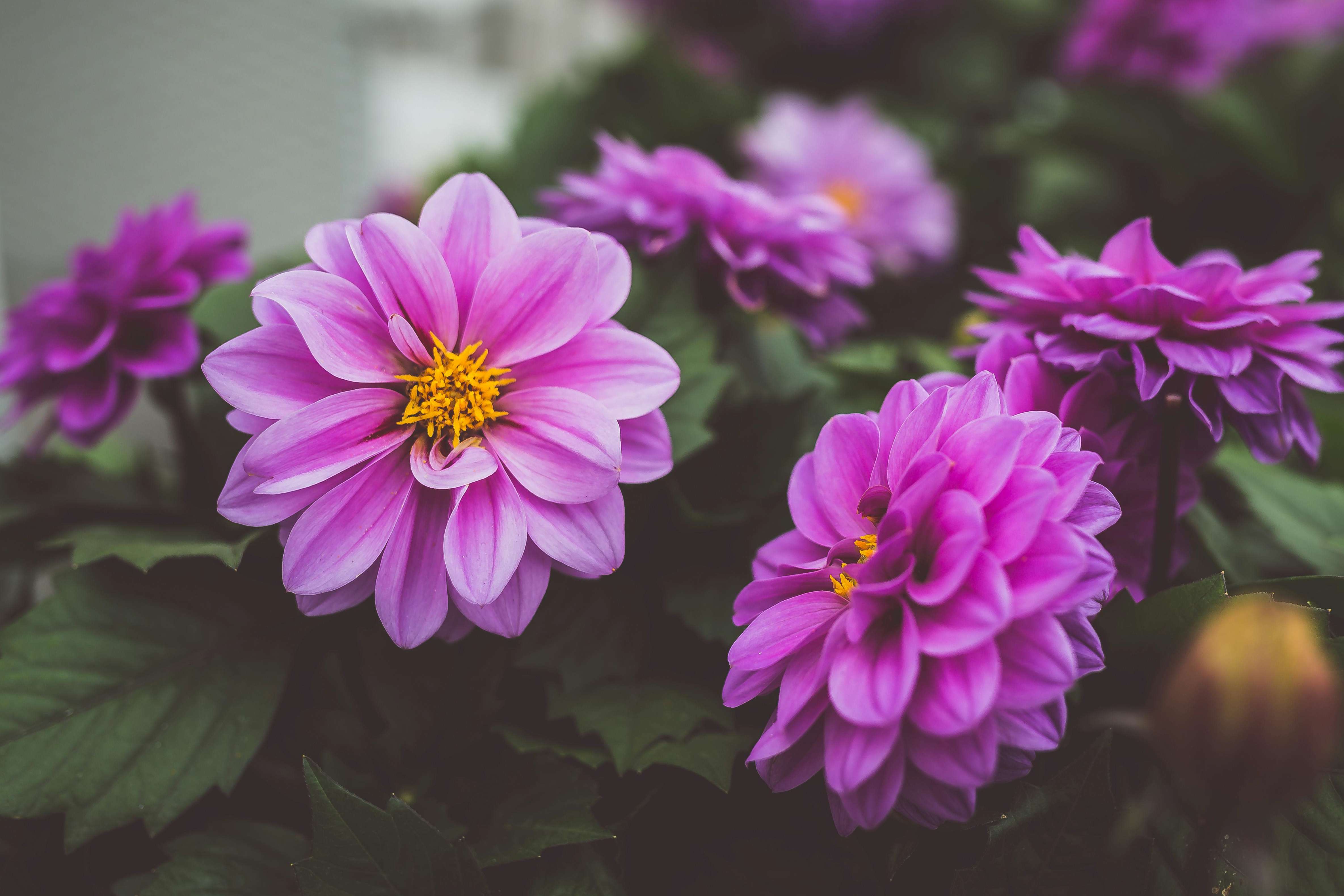 Purple flowers arranged for Mira Flower Studio